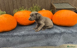 Labrador Retriever dogs for sale: stunning Lab Puppies Rare Colours & Family Raised - Image 21