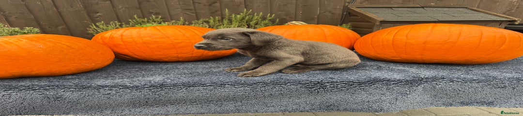 Labrador Retriever Puppy 1