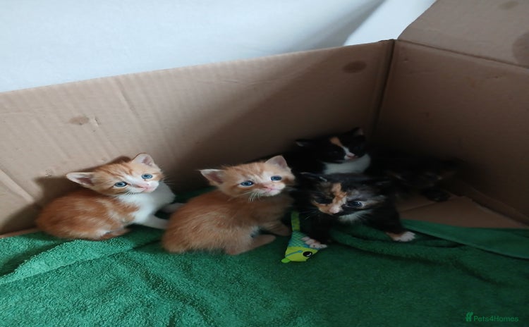 Mixed Breed cats - Advert 10