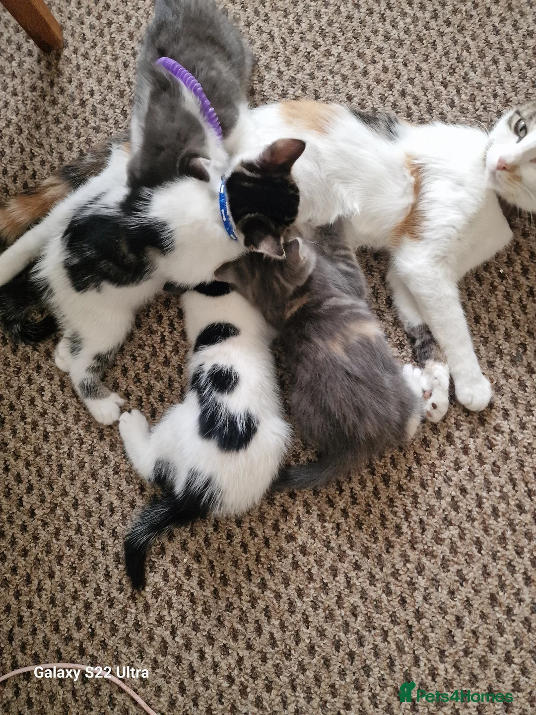 Mixed Breed cats for sale: Kittens - Advert 1