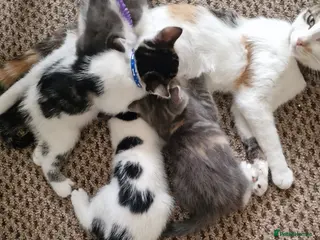 Mixed Breed cats Kittens - Advert 1