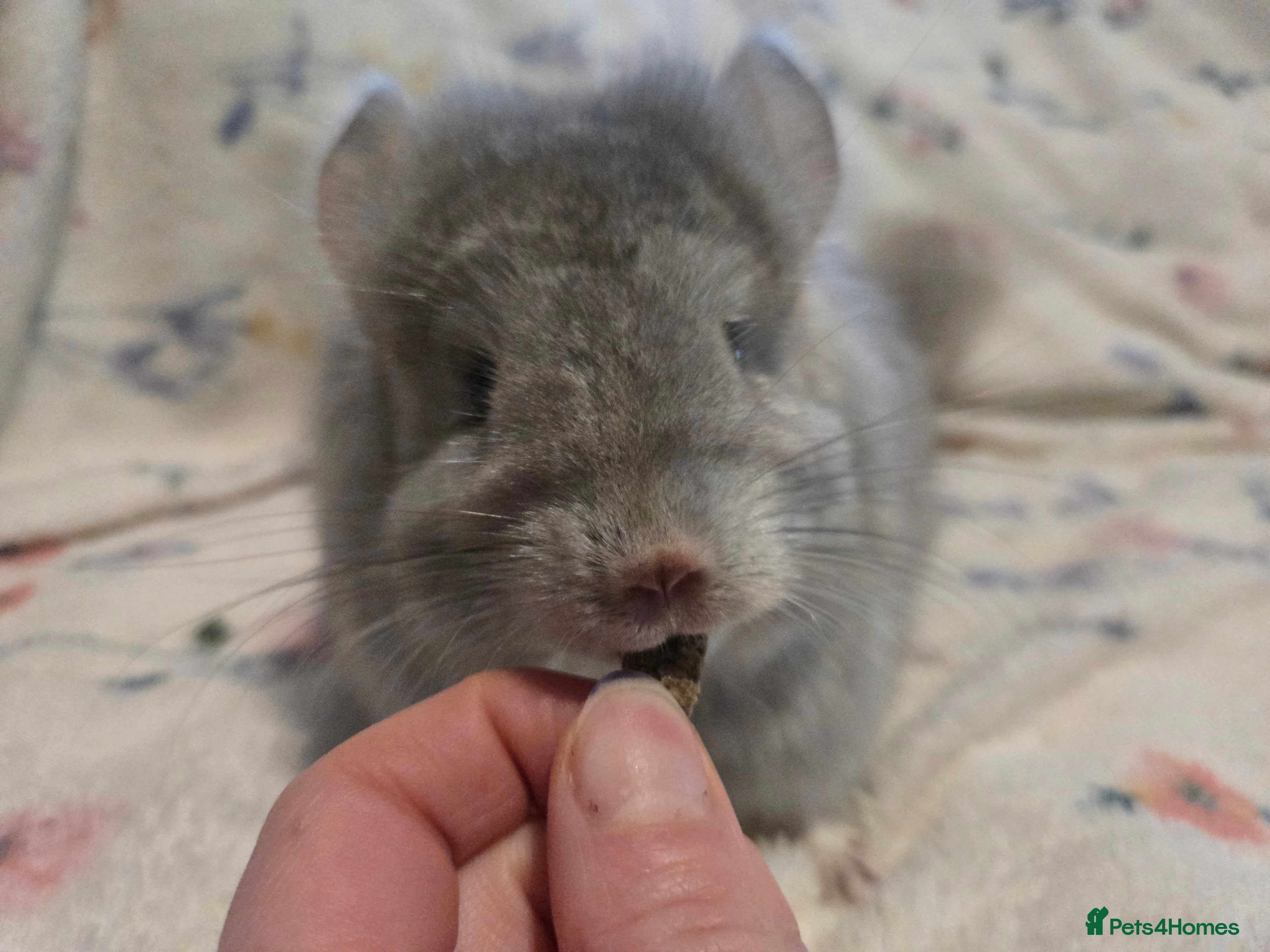 Chinchilla rodents Gorgeous Tan Royal Persian Angora Poss VC/BDC - Advert 15