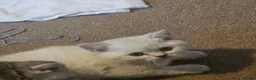 British Shorthair cats for sale: Beautiful GCCF Registered Kittens For Sale - Advert 2
