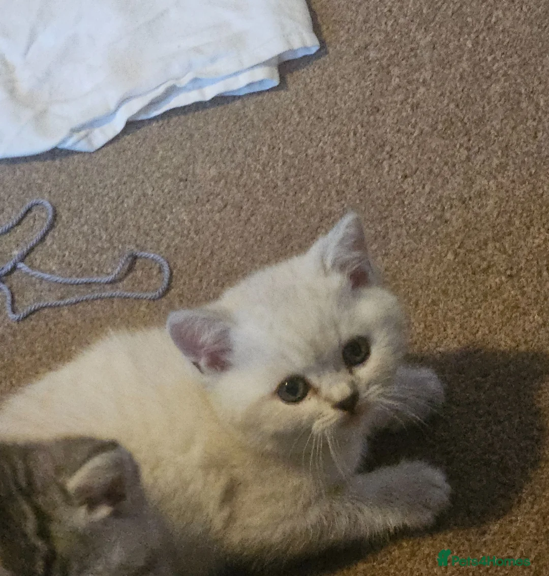 British Shorthair cats for sale: Beautiful GCCF Registered Kittens For Sale - Advert 2