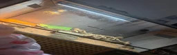 Bearded Dragon reptiles for sale: Female bearded dragon  - Advert 3