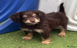 Cocker Spaniel dogs for sale: 6 beautiful cocker spaniel puppies  - Image 1
