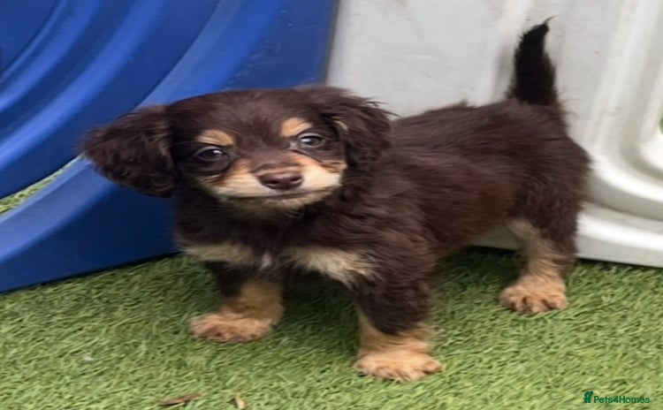 Cocker Spaniel dogs - Advert 12