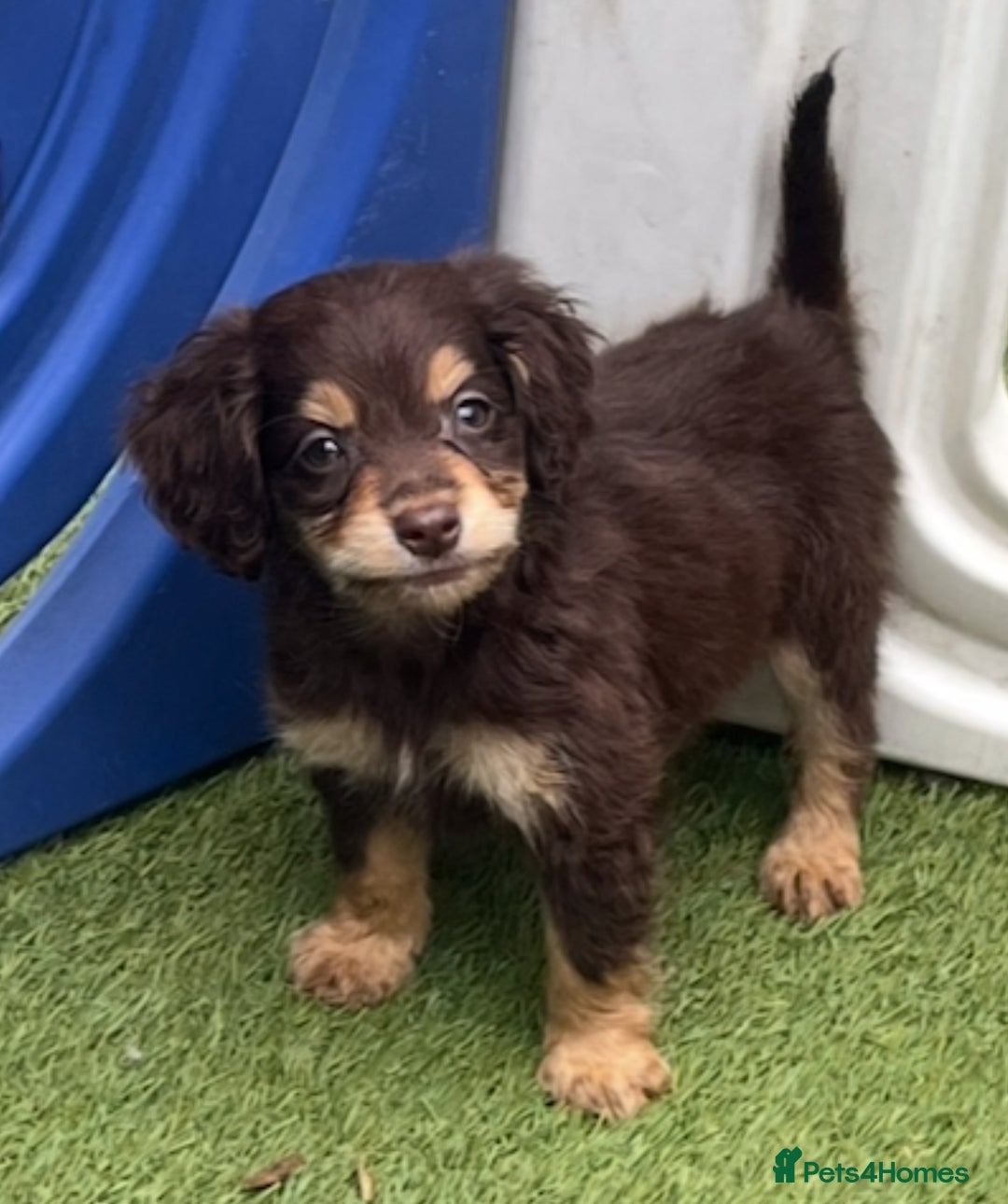 Cocker Spaniel dogs for sale: 6 beautiful cocker spaniel puppies  - Image 1