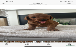 Labradoodle dogs for sale: Stunning red miniature labradoodle puppies - Image 8