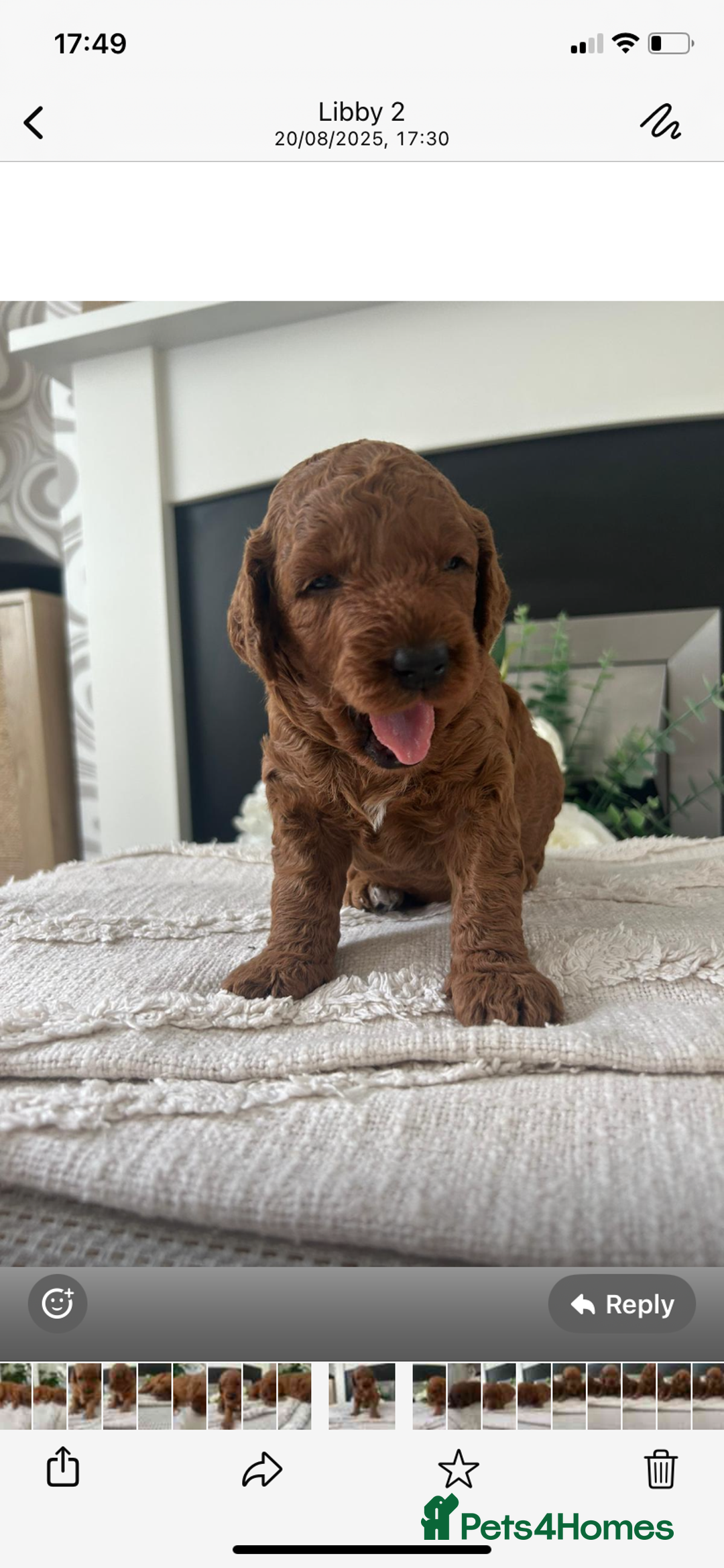 Labradoodle dogs for sale: Stunning red miniature labradoodle puppies - Image 8