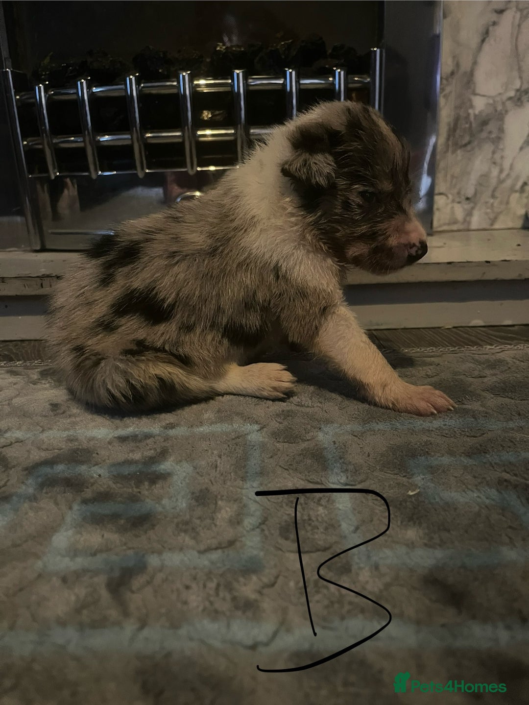 Border Collie dogs for sale: Border collie puppies - Image 2