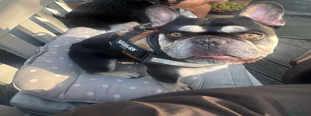 OSCAR