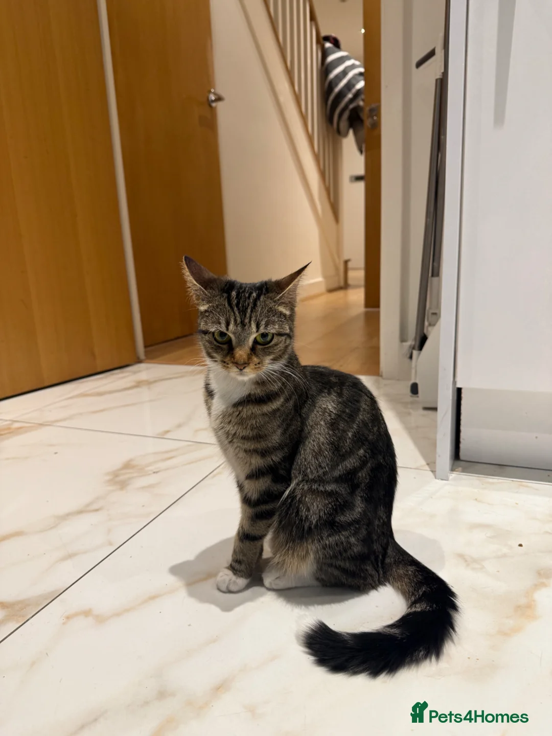 Mixed Breed cats for sale: Tabby cat in London - Advert 2
