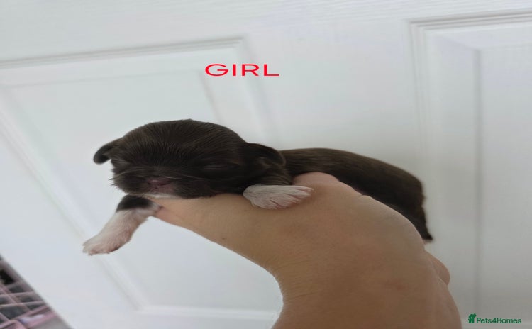 Shih Tzu dogs - Advert 8