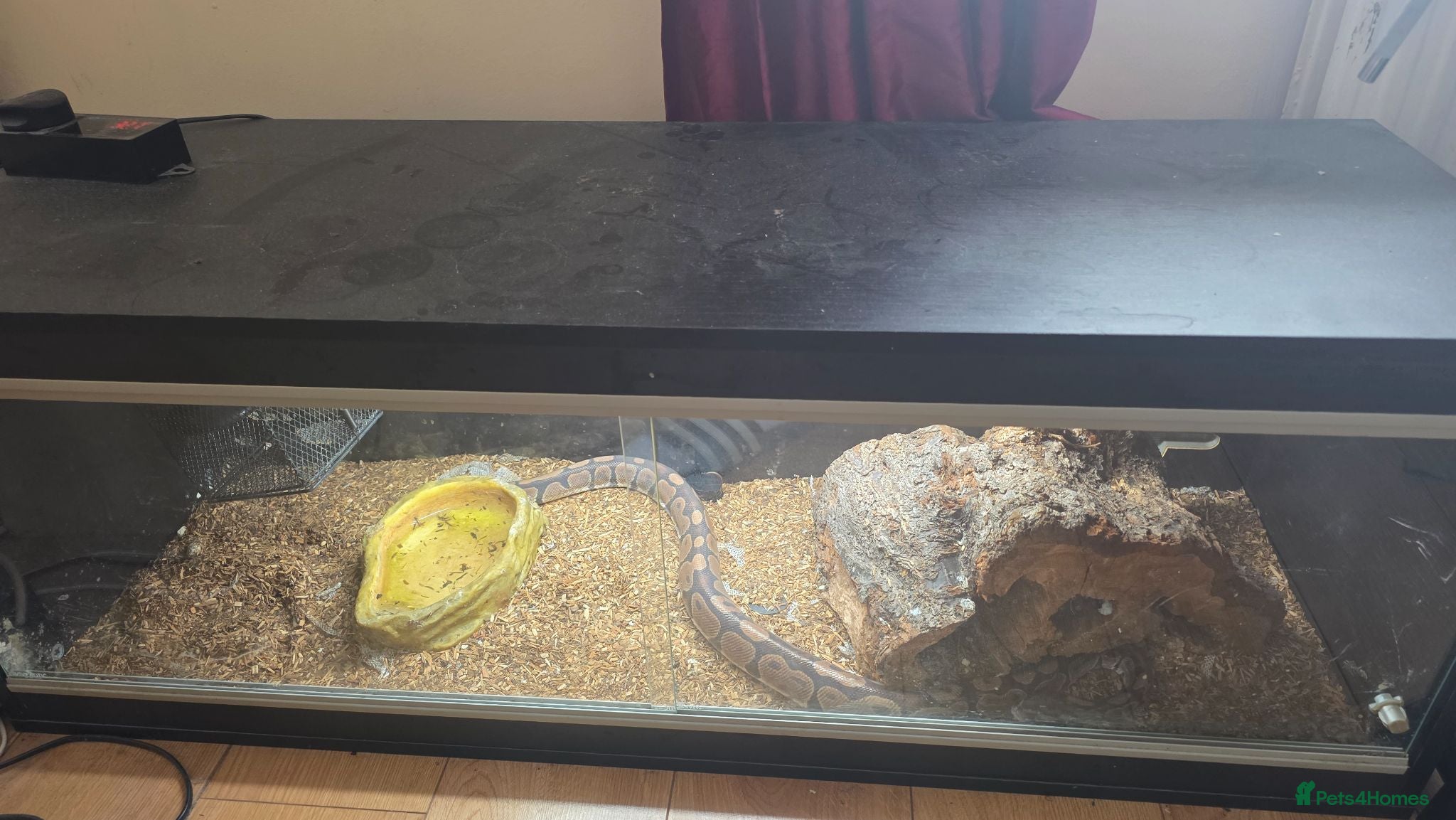 Python Snake reptiles ball python with terrarium  - Advert 2
