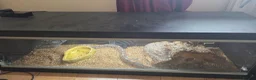 Python Snake reptiles for sale: ball python with terrarium  in Slough - Advert 1