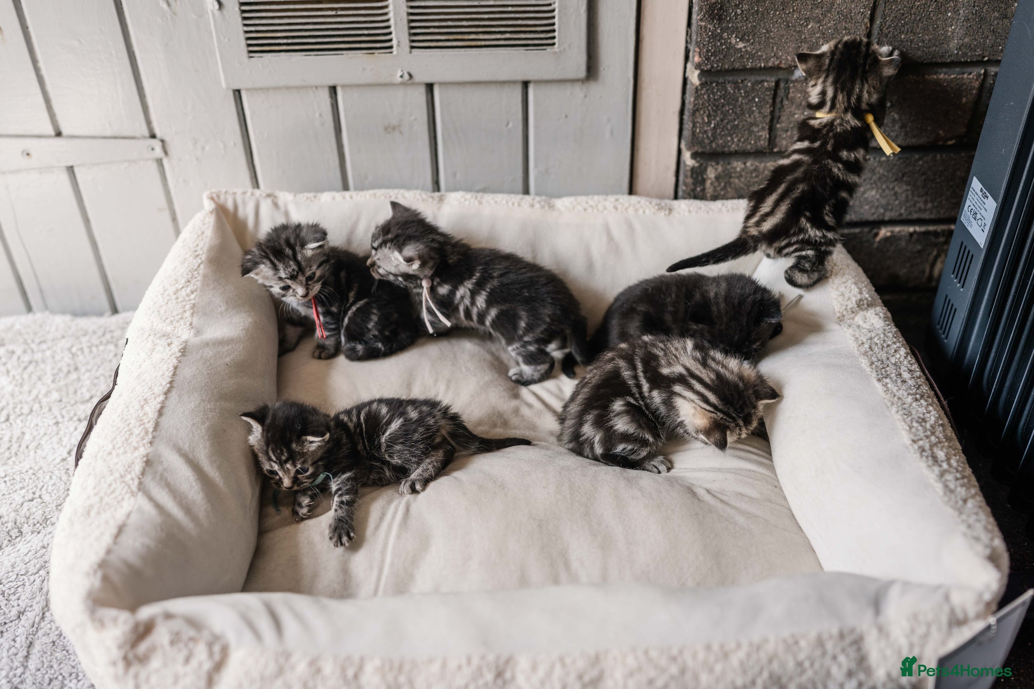 British Shorthair cats Gorgeous British shorthair tabby litter - Advert 3