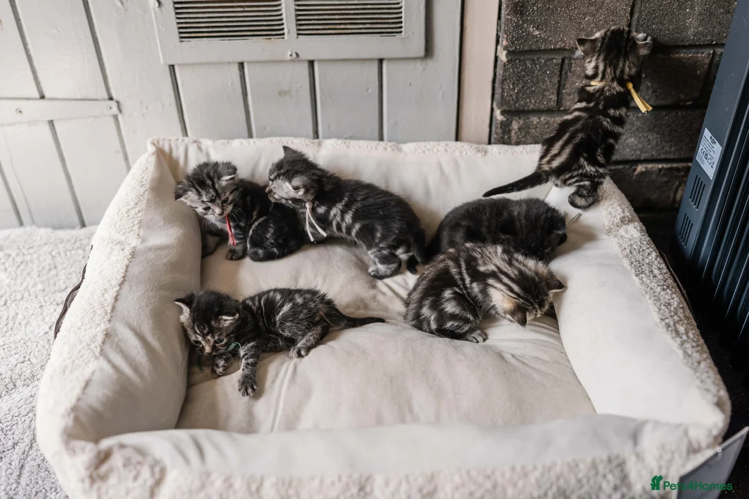British Shorthair cats for sale: Gorgeous British shorthair tabby litter - Advert 1