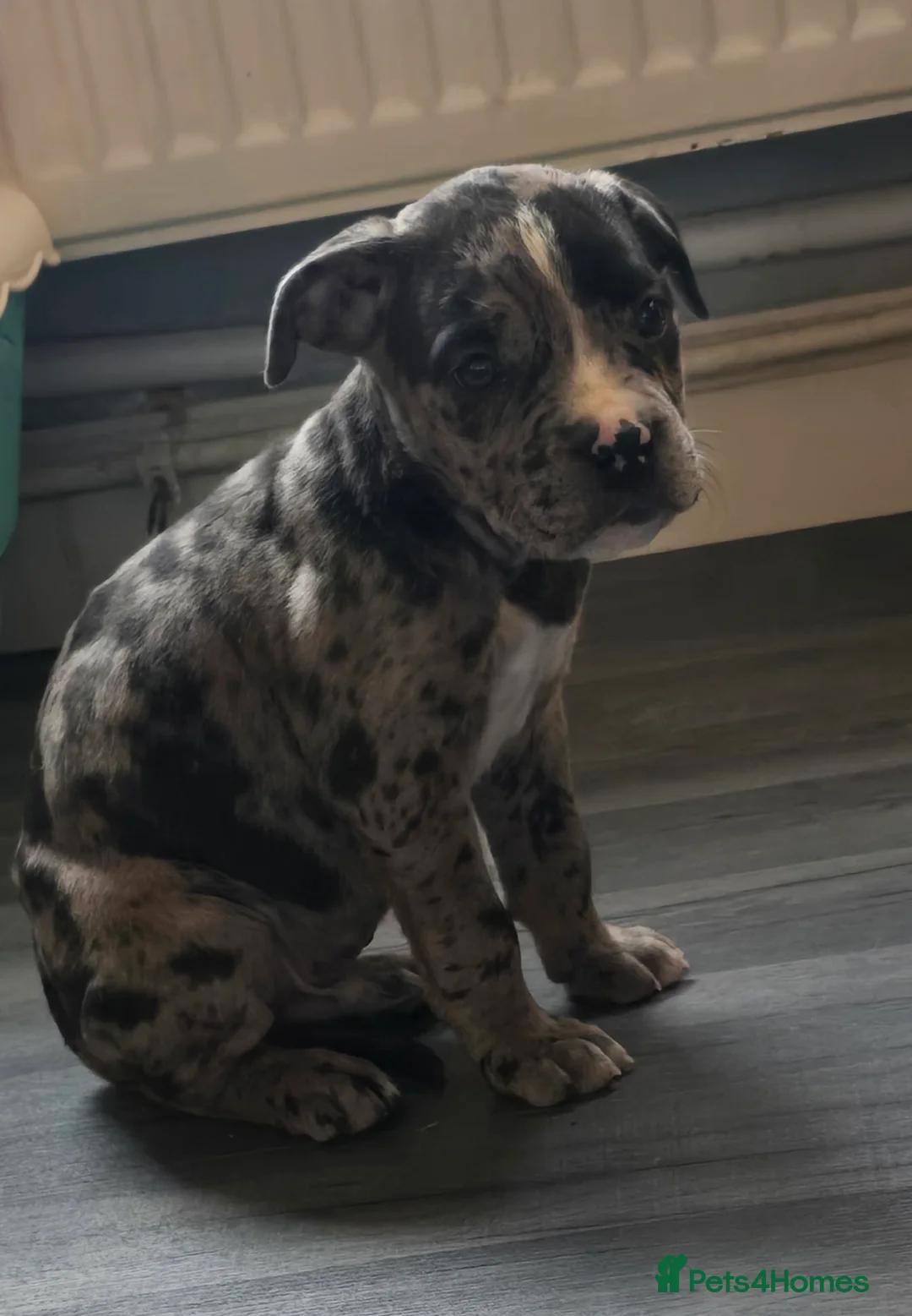 Cane Corso dogs for sale: Blue merle cane corso - Advert 16