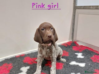 German Shorthaired Pointer dogs German Shorthaired Pointer KC puppies 🐶 - Advert 2