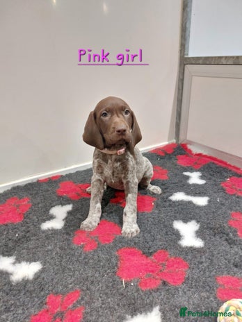 German Shorthaired Pointer dogs German Shorthaired Pointer KC puppies 🐶 - Advert 2