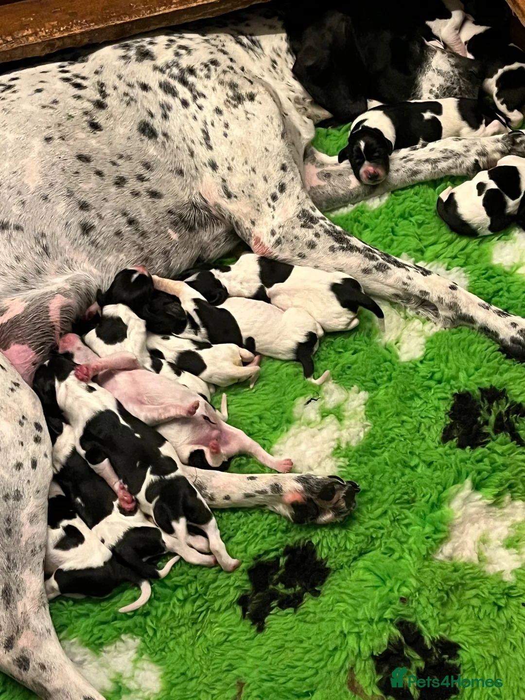 Pointer dogs for sale: English Pointers for sale  - Advert 4
