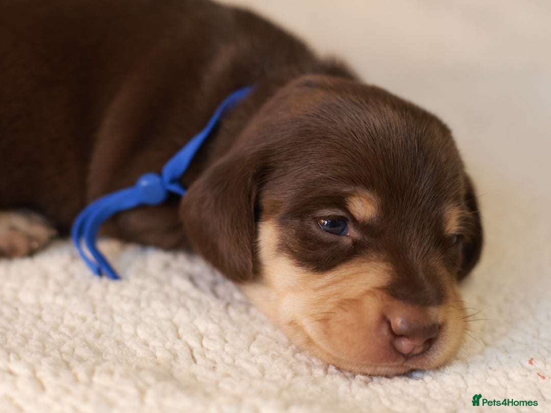 Miniature Dachshund dogs for sale: 5*Licensed+KC+PRAclear+VETchecked+Chocolate&Cream - Advert 28