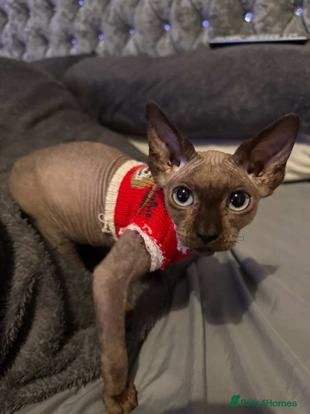 Sphynx cats for sale: Rehoming Dobbie  - Advert 4