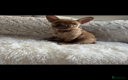 French Bulldog dogs for sale: French Bulldog puppies  - Image 2