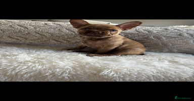 French Bulldog dogs - Advert 4