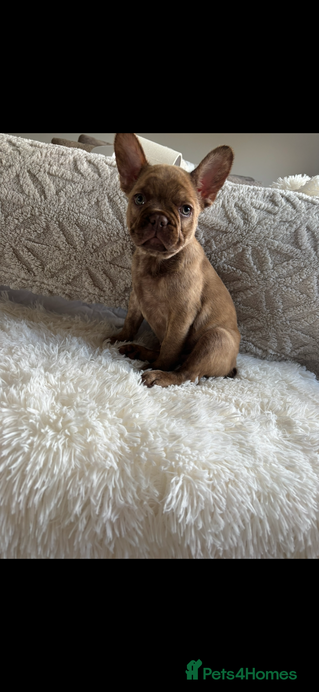 French Bulldog dogs for sale: French Bulldog puppies  - Image 2