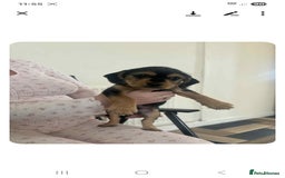 Mixed Breed dogs for sale: Lovely cocker spaniel x - Image 7