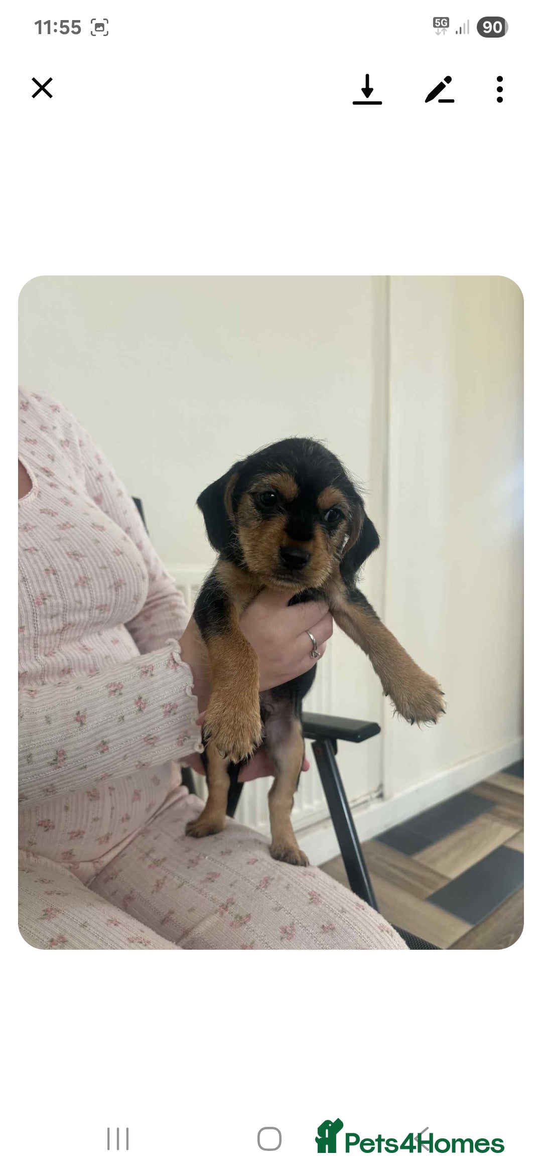 Mixed Breed dogs for sale: Lovely cocker spaniel x - Image 7