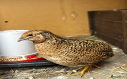 Mixed Breed birds for sale: Chinese Quail for sale  - Image 2