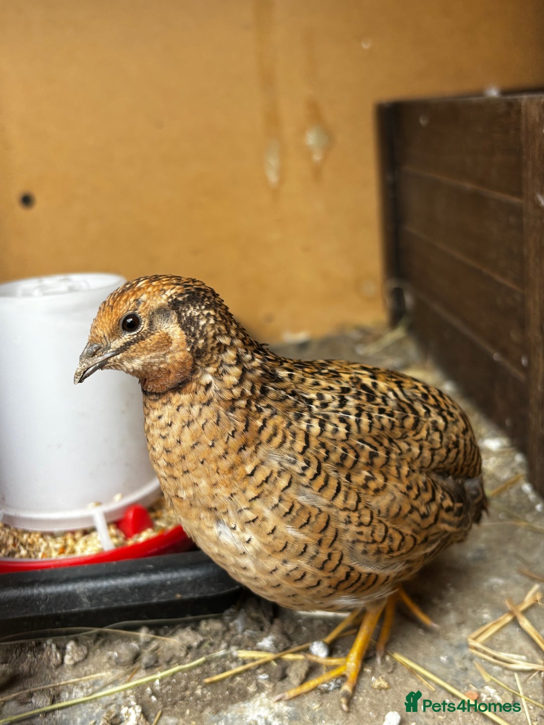 Mixed Breed birds for sale: Chinese Quail for sale  - Image 2