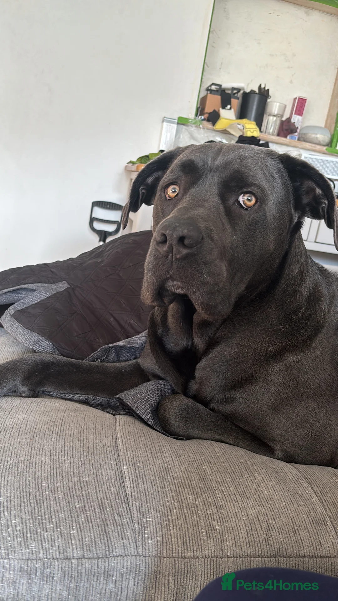 Cane Corso dogs for sale: Cane Corso - Advert 2