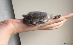 Persian cats for sale: CHOCOLATE PERSIAN KITTENS - Image 15
