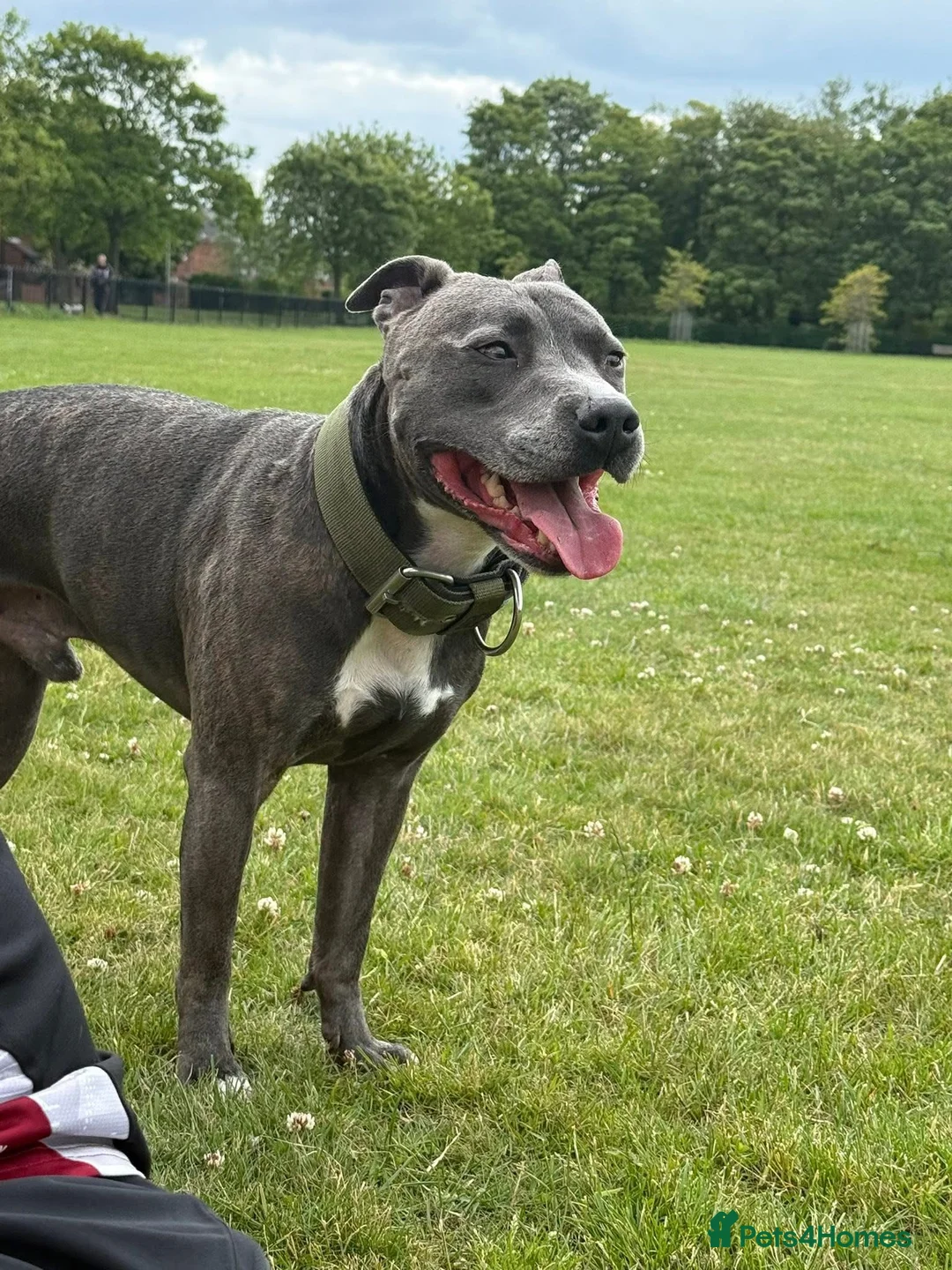 Staffordshire Bull Terrier dogs for sale: Staffordshire bull terrier 3 males  - Advert 5