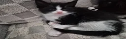 Domestic Shorthair cats for sale: Beautiful black and tabby babies  - Advert 22