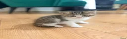 Mixed Breed cats for sale: Beautiful Scottish fold mix kittens 3 girls - Advert 11