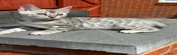 Bengal cats for sale: Stunning Silver Bengal Queen Registered, Active  - Advert 1