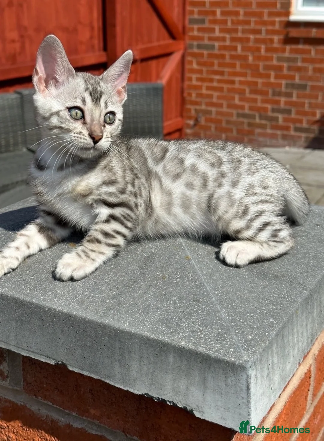 Bengal cats for sale: Stunning Silver Bengal Queen Registered, Active  - Advert 1