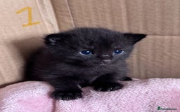 Mixed Breed cats for sale: 5 gorgeous kittens - Image 3