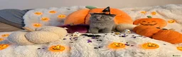 Brazilian Shorthair cats for sale: Pedigree British Shorthair kittens for sale  - Advert 4