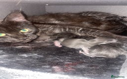 Maine Coon cats for sale: Stunning Maine Coon Girl Kittens Ready Now  - Image 4