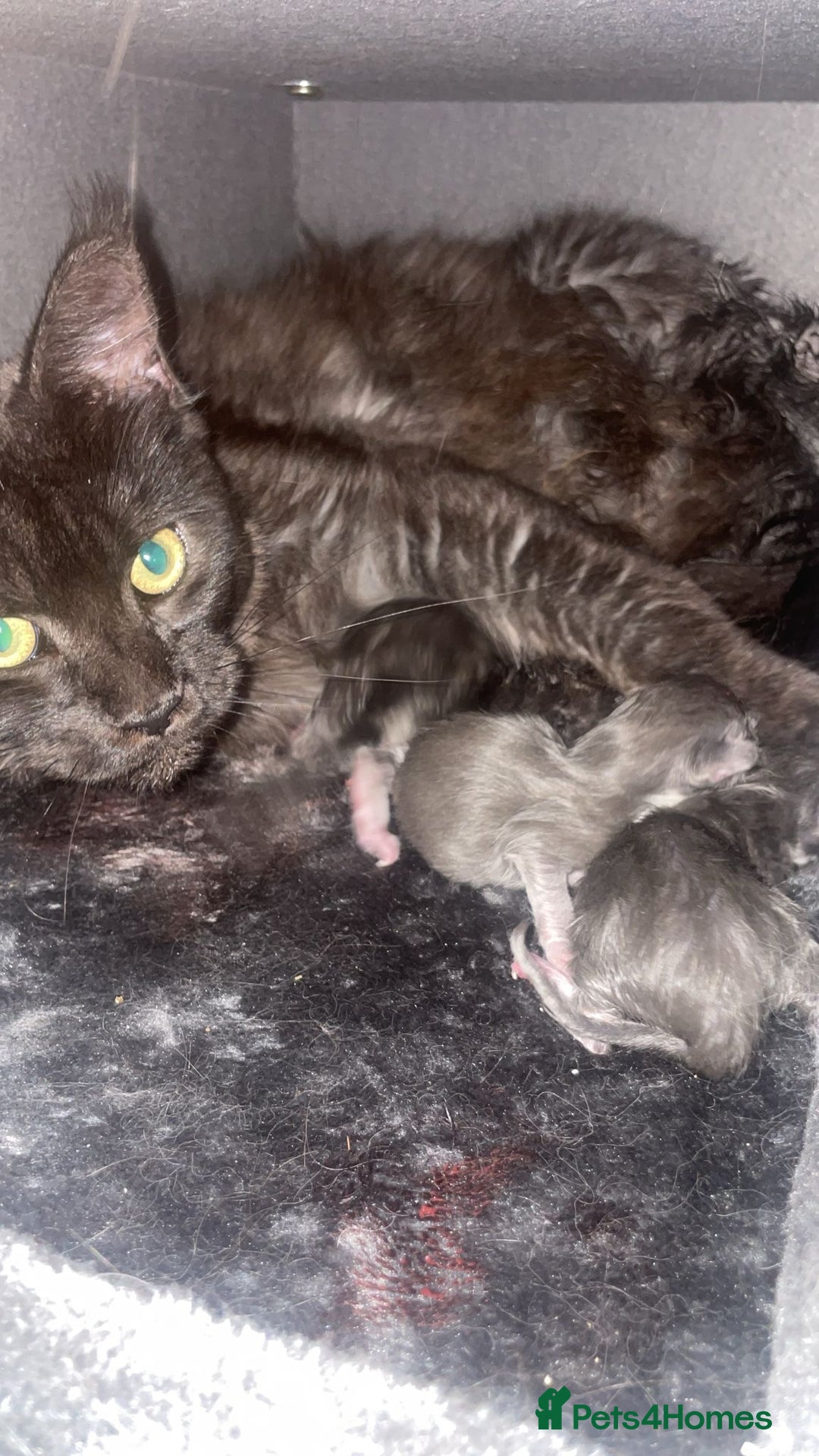 Maine Coon cats for sale: Stunning Maine Coon Girl Kittens Ready Now  - Image 4
