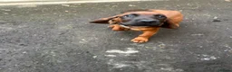 Bavarian Mountain Hound dogs for sale: Bavarian mountain hound pups - Advert 21