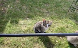 Bengal cats for sale: Three Bengal-Tabby Mix Kittens Ready for New Homes - Image 2