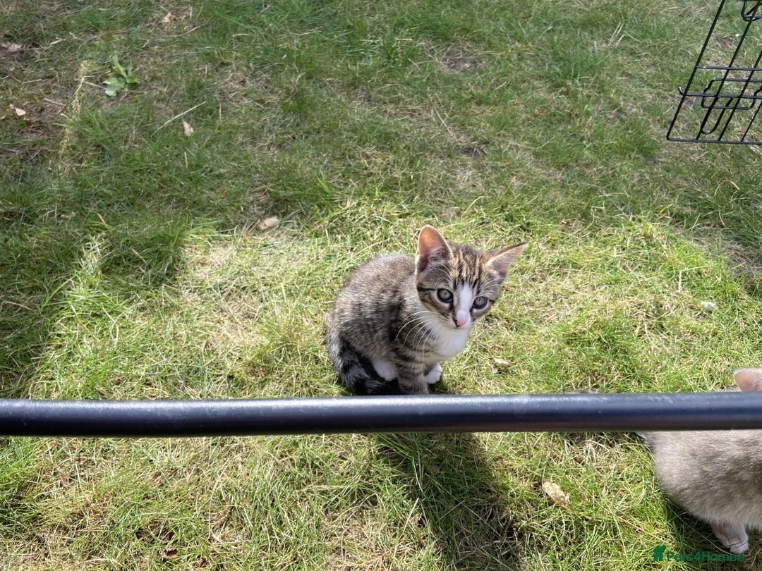 Bengal cats for sale: Three Bengal-Tabby Mix Kittens Ready for New Homes - Image 2