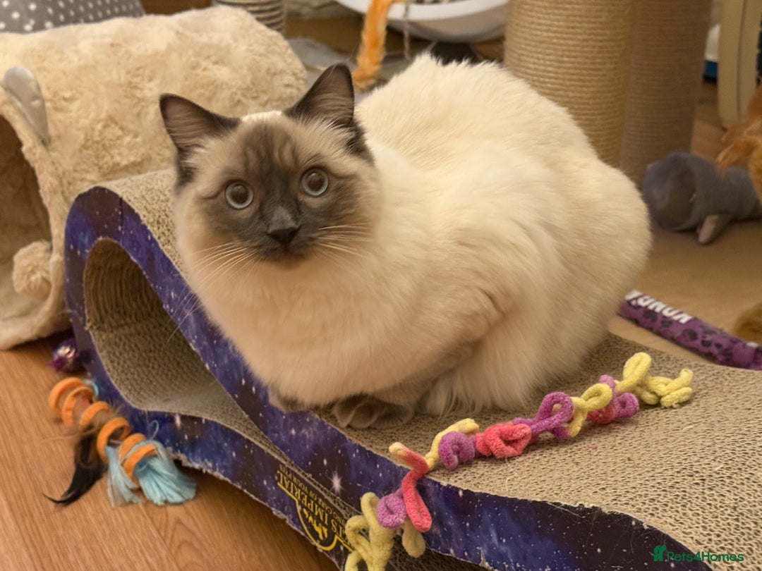 Ragdoll cats for sale: GCCF REGISTERED Ragdoll Kitten Blue Colourpoint - Advert 3